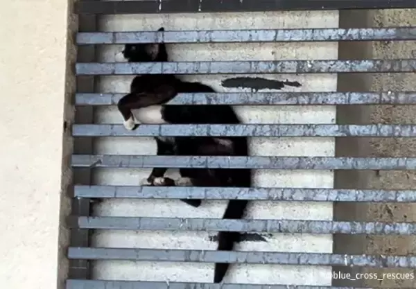 20階建のビルの格子に挟まっていた猫、12時間後に無事救出される