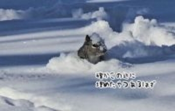 雪がもこもこ動いている！と思ったらリスがぴょこんと顔を出す。食料回収中だった