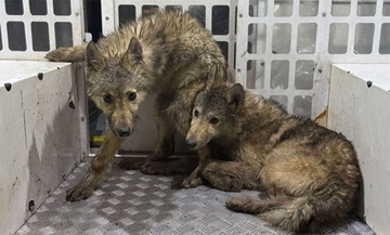 イギリスの森をさまよっていた謎の3匹の犬の正体がDNA検査で判明