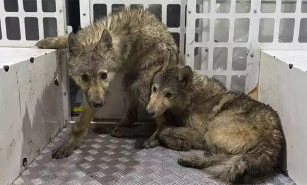 イギリスの森をさまよっていた謎の３匹の犬の正体がDNA検査で判明