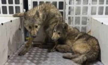 イギリスの森をさまよっていた謎の３匹の犬の正体がDNA検査で判明