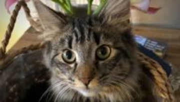 猫が突然何も食べなくなり、病院に行くも異常なし。後に意外な原因が明らかに