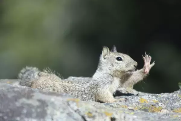 カリフォルニアで肉食リスの存在を確認、ネズミを捕食する姿に衝撃を受ける研究者