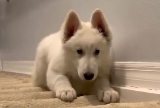 階段が怖くて登れない子犬を励まし続けた2匹の犬と飼い主、そして感動の結末が！