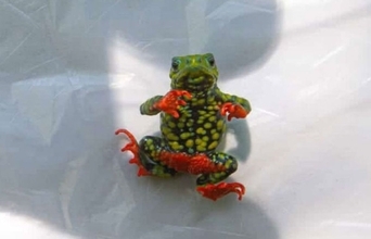 ダム建設を白紙に戻した絶滅寸前のカエル、大洪水に襲われるも奇跡的に生き延びる