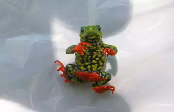 ダム建設を白紙に戻した絶滅寸前のカエル、大洪水に襲われるも奇跡的に生き延びる