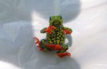 ダム建設を白紙に戻した絶滅寸前のカエル、大洪水に襲われるも奇跡的に生き延びる