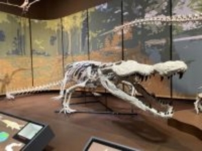 恐竜キラーの異名を持つ、太古の巨大ワニの完全骨格標本レプリカ