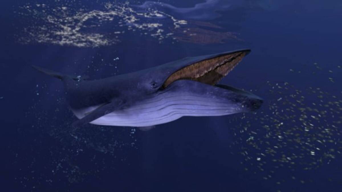 長さ3メートル 動物界最大の男性器を持つのはシロナガスクジラ 22年3月14日 エキサイトニュース