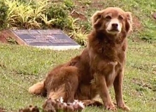 飼い主の墓のそばに10年住み続けた犬がきっかけで、ブラジルで新州法が可決