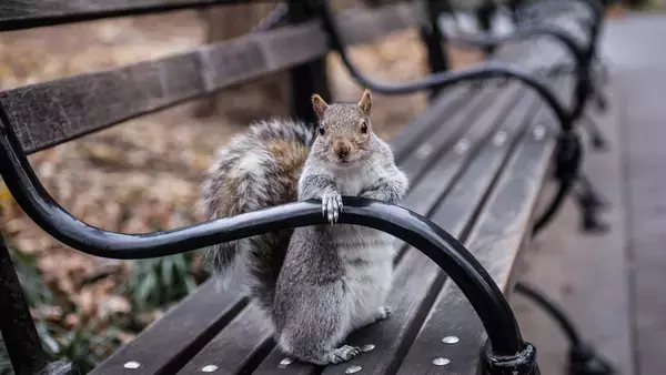 都会の暮らしに適応した野生動物。種を問わず世界中で同様の行動をとっていた