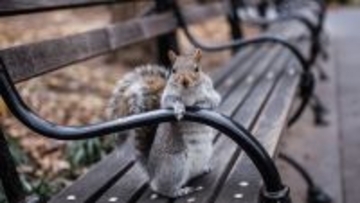 都会の暮らしに適応した野生動物。種を問わず世界中で同様の行動をとっていた