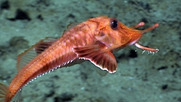 後ろや横にもトコトコ歩く！エビのような深海魚の姿が撮影される
