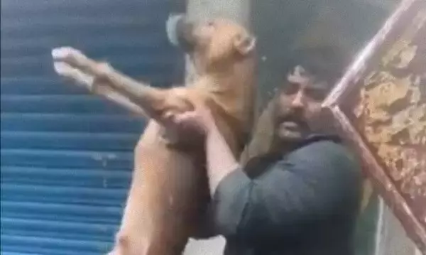 サイクロンがインドを直撃！洪水の被害を受けたチェンナイで、2匹の犬が水の中から救出された