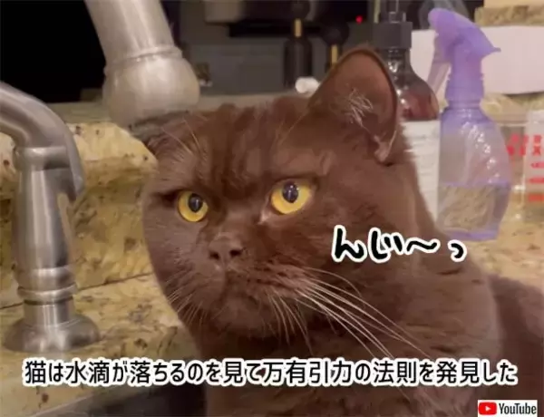 猫は水滴が落ちるのを見て万有引力の法則を発見した