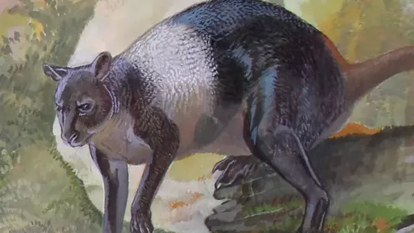 2万年前に絶滅したと思われていたカンガルー、6500年前まで生き延びていた