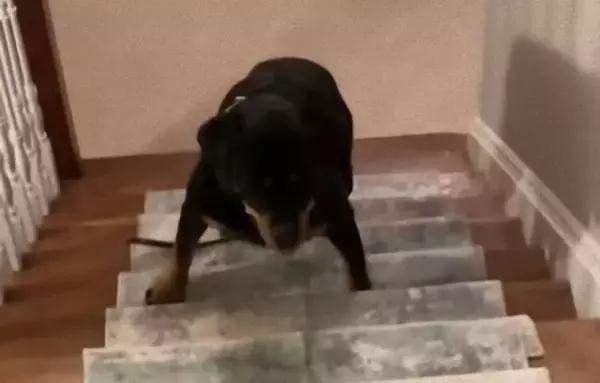 民泊施設で犬が異常行動？地下室で起きた怪奇現象とは