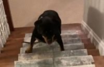 民泊施設で犬が異常行動？地下室で起きた怪奇現象とは