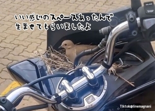 久々にバイクに乗ろうとしたら鳩が巣を作って卵を温めていた件