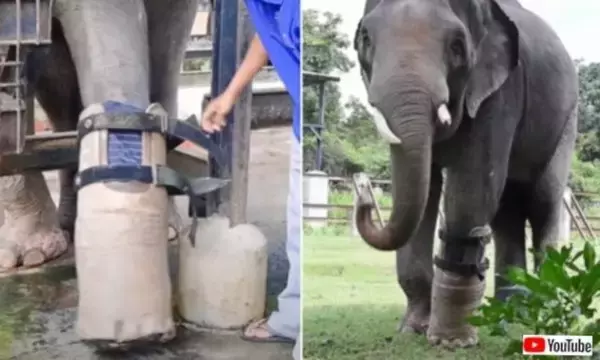 「これでまた快適に、自由に動き回れるよ！」密猟者の罠で足を失った象、半年ごとに義足を交換する