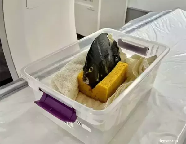 CTスキャンを受ける魚の様子はこちらです。上手に泳げなくなったエンゼルフィッシュの検査