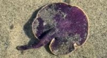 紫色のエイリアン？浜辺で目撃された光るキノコ「ウミシイタケ」