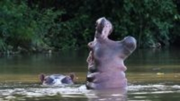 コロンビアの麻薬王、パブロ・エスコバルのカバ、増えすぎて制御できず政府が安楽死を決定