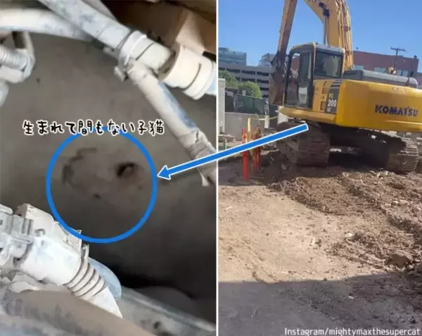重機バンバンも必要だった。パワーショベルの中に生まれたばかりの小さな子猫！