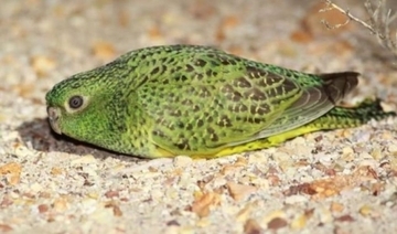 復活が期待された幻の鳥「ヒメフクロウインコ」が絶滅寸前に