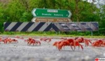 熊手を使って誘導。クリスマス島のアカガニの大移動が今年も始まる