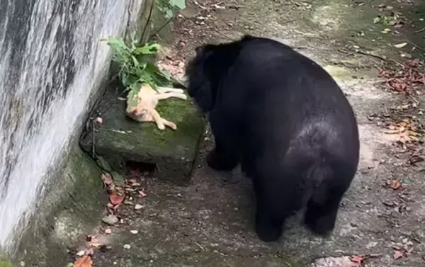 ツキノワグマの檻に住み着き、いつの間にか「ボス」になっていた猫の物語（ベトナム）