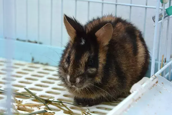 うれしいニュース絶滅危惧種の希少なアンナンシマウサギの姿がとらえられる