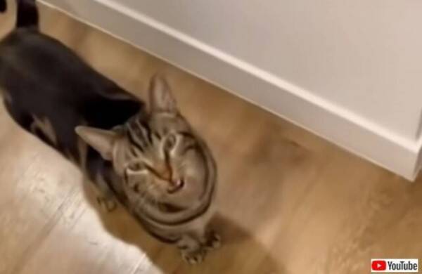 ママ 助けて こっちに来て 賢い猫のチェイスくん 家から締め出された仲間のところへ飼い主を案内する 22年3月25日 エキサイトニュース ママ 助けて こっちに来て 賢い猫のチェイスくん 家から締め出された仲間のところへ飼い主を案内する 22年3月25日 エキサイトニュース