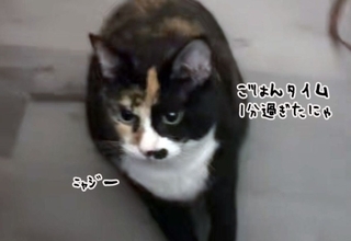 ごはんタイムが1分遅れただけで、催促モードに突入する猫