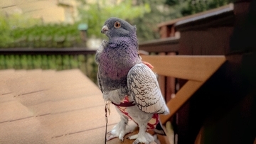 お風呂が大好きなペットのハト。飼い主を浴室に案内し、パシャパシャと気持ちよさそうに水浴び