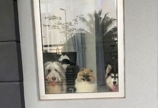 こんなん泣く！担当最後の日、配達員を心待ちにしていた3匹の犬たちに感動のメッセージ