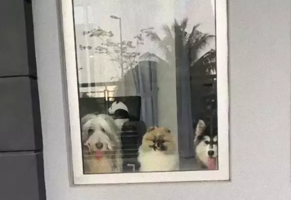 こんなん泣く！担当最後の日、配達員を心待ちにしていた3匹の犬たちに感動のメッセージ