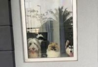 こんなん泣く！担当最後の日、配達員を心待ちにしていた3匹の犬たちに感動のメッセージ