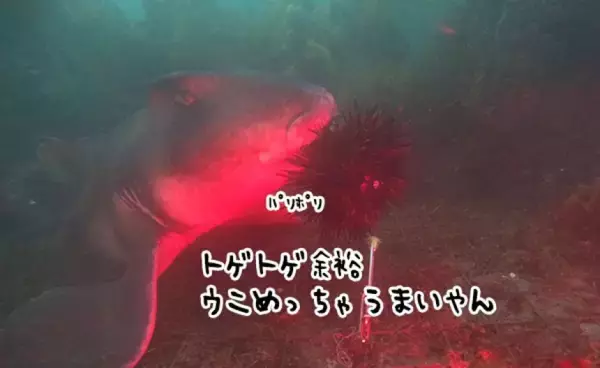ウニの増殖でサンゴ礁が危機、だが大型ルーキーの存在を発見！ネコザメがウニをバリバリと大量捕食