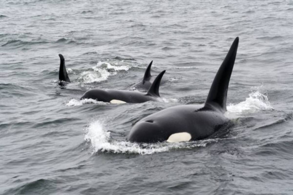 シャチの群れが地球最大のシロナガスクジラの成獣を襲撃し捕食する姿が初めて目撃される 22年1月30日 エキサイトニュース