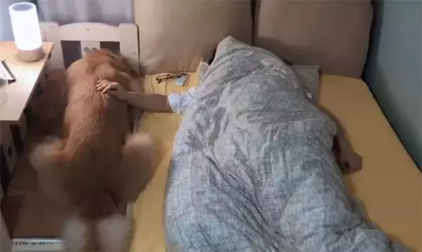 ベッドの大きさじゃなかった。飼い主と寄り添って眠りたい犬