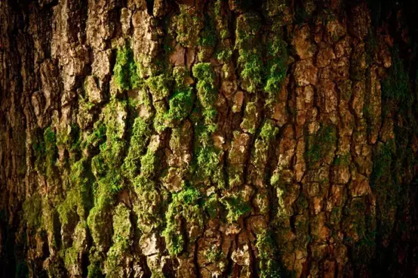 樹皮の微生物が温室効果ガスを吸収。これまで見落とされていた環境浄化の役割