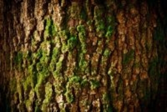 樹皮の微生物が温室効果ガスを吸収。これまで見落とされていた環境浄化の役割