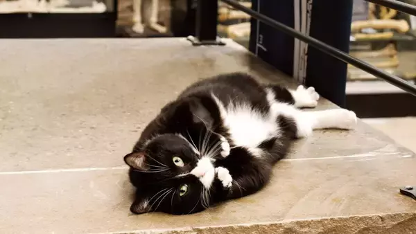 ハチワレ保護猫がニューヨーク骨博物館の警備主任に就任！