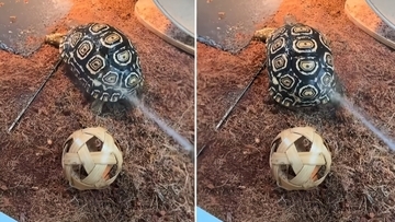 こういうのでいいんだよ！おしりふりふりカメのダンスが超かわいい！