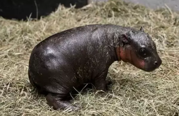 ネットで人気のムーデンにライバル誕生？アメリカでかわいいコビトカバの赤ちゃんが誕生