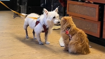 どれどれこの犬は… 施設を訪問し猫との相性をチェックする重要任務に就く猫