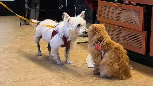 どれどれこの犬は… 施設を訪問し猫との相性をチェックする重要任務に就く猫