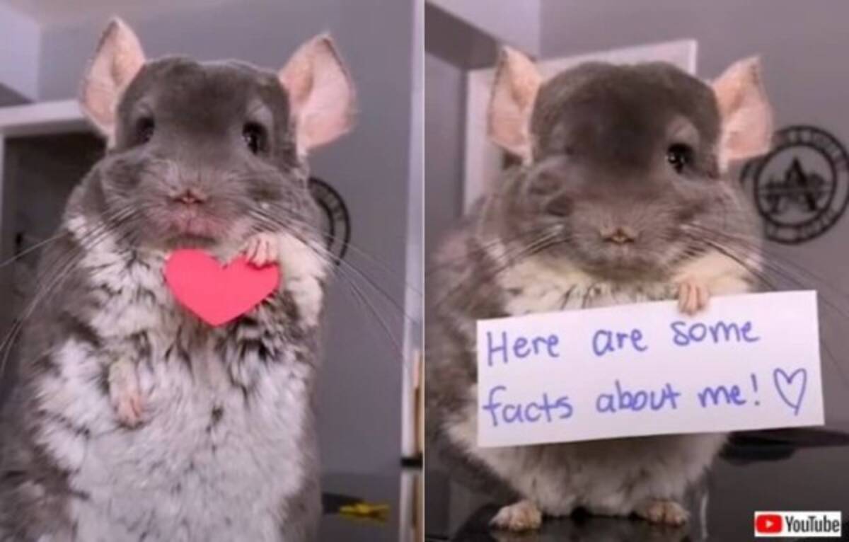 今日は最高にハッピーな日 誕生日のチンチラがお送りするプライスレスなビデオレター 22年4月8日 エキサイトニュース