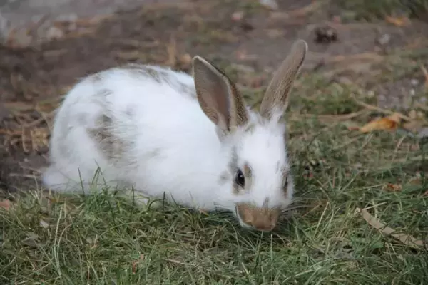 再び愛を求めて… 公園に捨てられたウサギが人間に助けを求め続ける